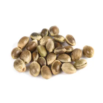 Organic Hemp Seeds
